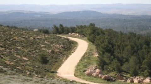 הר עמשא שביל ביער 