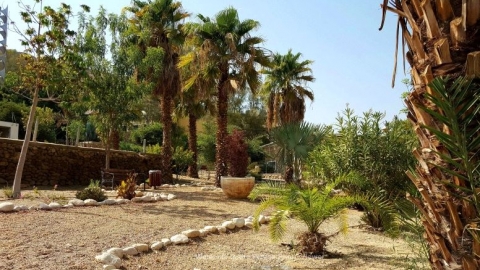 נווה זוהר  דקלים