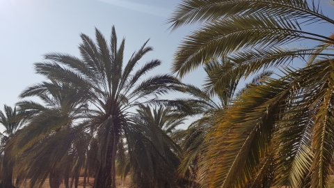 מושב עין חצבה דקלים