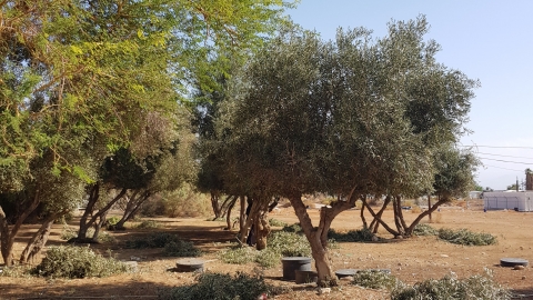 מושב עין חצבה עצים בלב המדבר